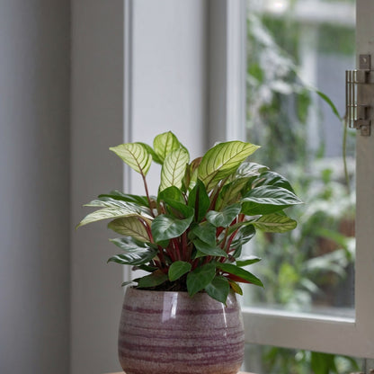 Planta De Oración - Ctenanthe 'amagris' - Altura 20-30cm - ⌀12cm