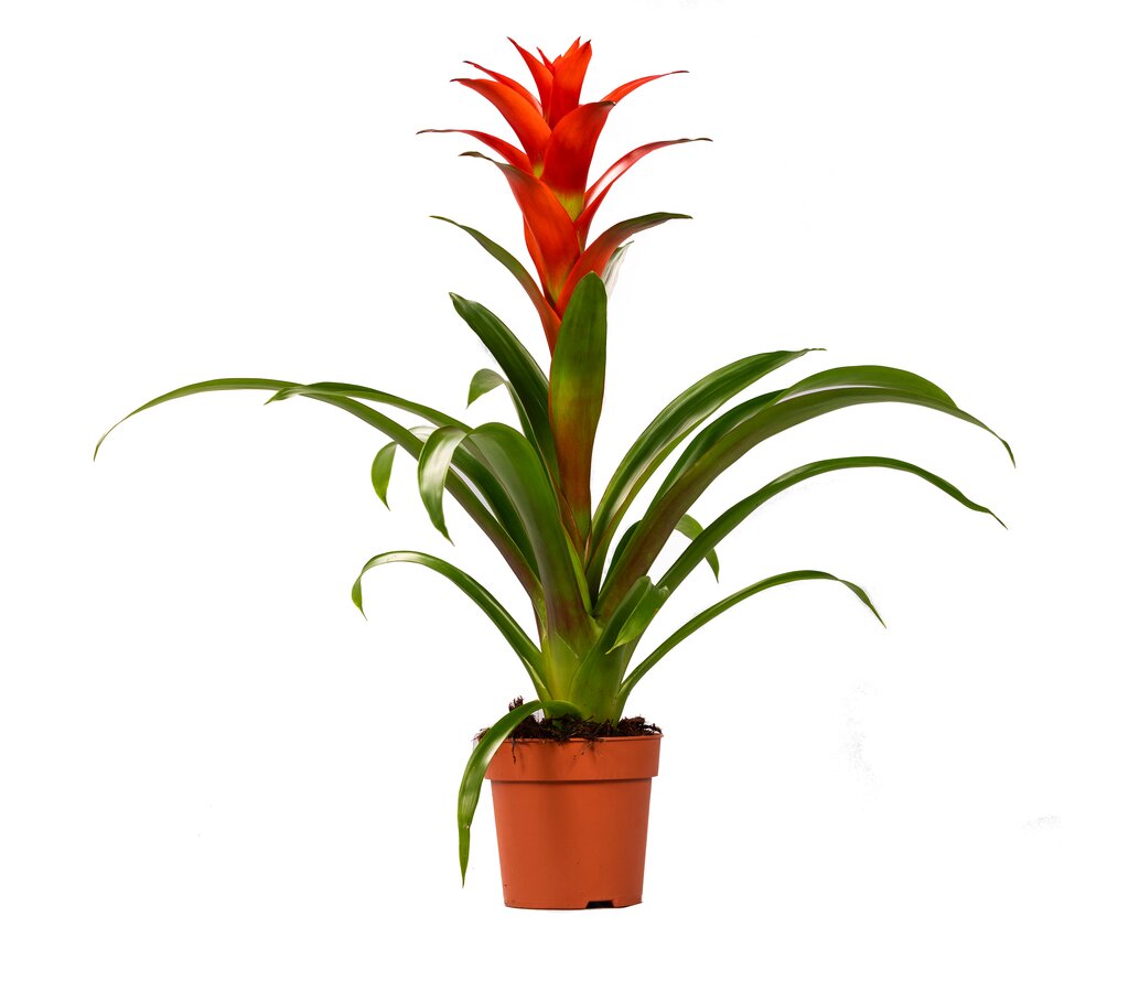 Guzmania Ostara M12 45cm_0