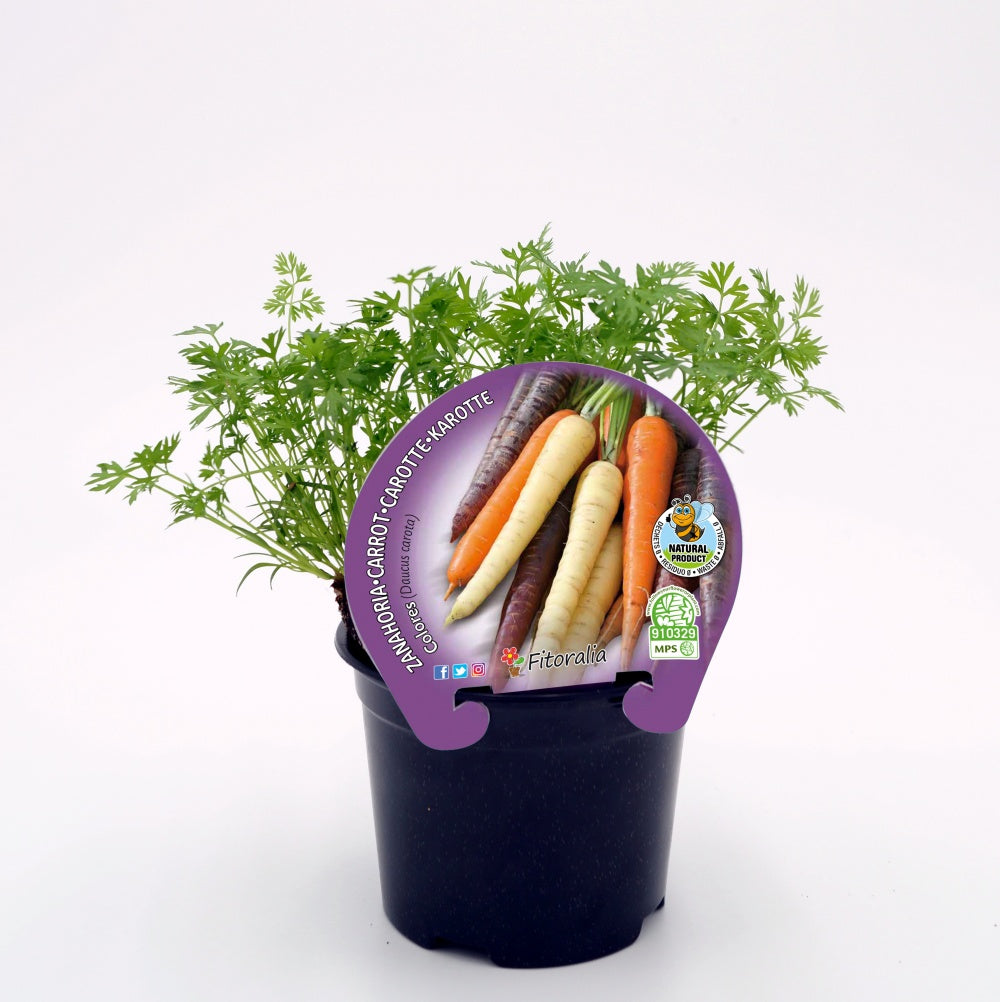 Plantón Zanahoria Colores En Maceta 10,5 Cm. Natural - Fitoralia