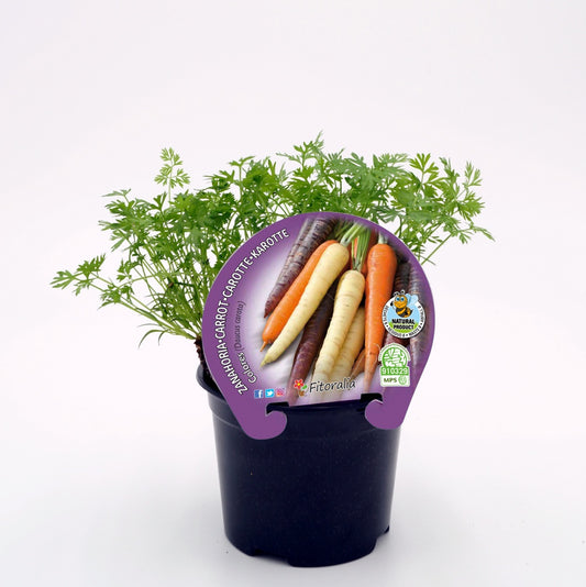 Plantón Zanahoria Colores En Maceta 10,5 Cm. Natural - Fitoralia