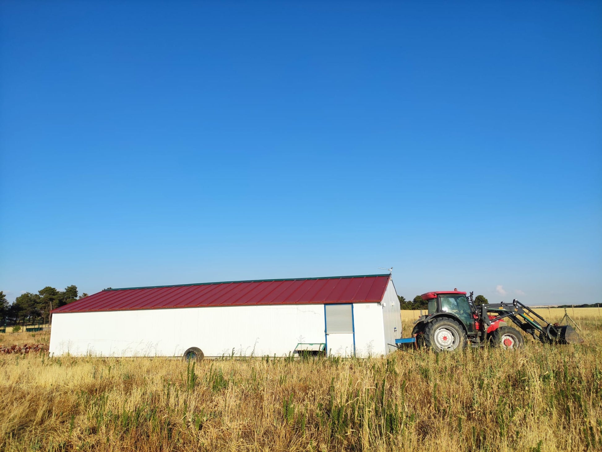 Huevos Ecológicos de Pastoreo Regenerativo 24 unidades_1