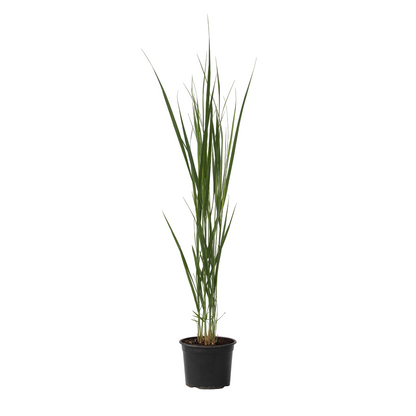 Panicum De Viento Del Norte - Panicum Virgatum 'northwind' - A40-60cm - ⌀23cm