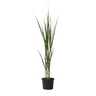 Panicum De Viento Del Norte - Panicum Virgatum 'northwind' - A40-60cm - ⌀23cm