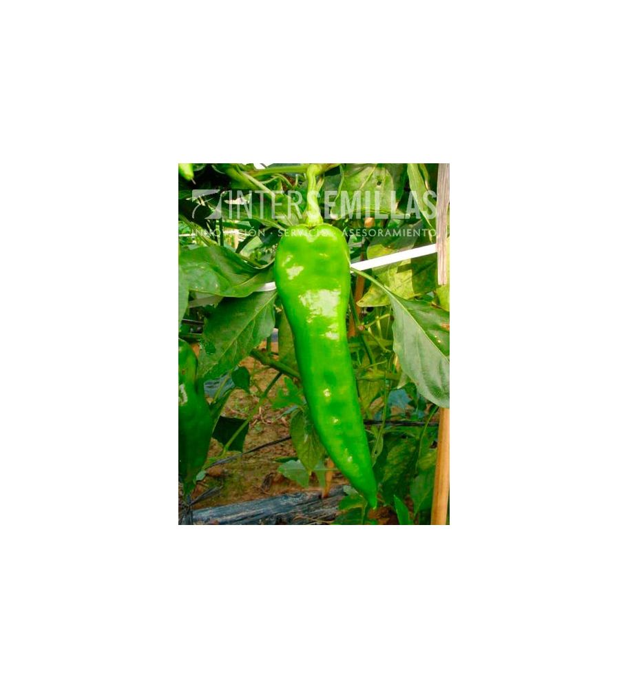 Plantón Pimiento Italiano Olaya F1 (10 Unidades)_0