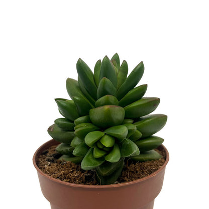 Crassula Ben Cactus Y Suculentas M8,5 Ø