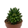 Crassula Ben Cactus Y Suculentas M8,5 Ø