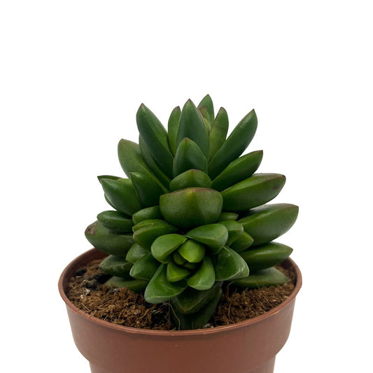 Crassula Ben Cactus Y Suculentas M8,5 cm Ø_0