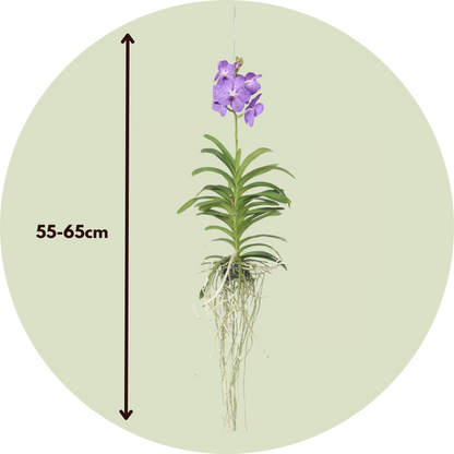 Orquídea Vanda - Vanda 'blue' - Altura 55-65cm_2