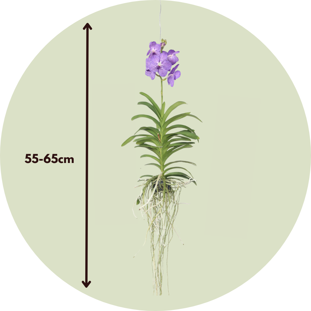 Orquídea Vanda - Vanda 'blue' - Altura 55-65cm