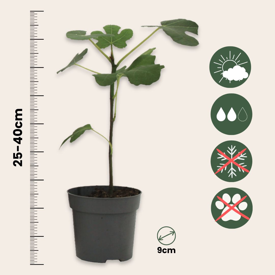 Mezcla De Árboles Frutales - 4 Pzs - Altura 25-40cm - ⌀9cm