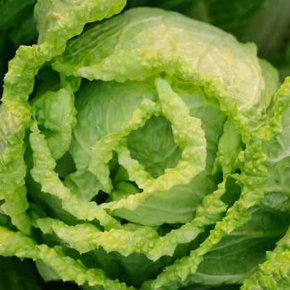 Plantón Col China - Plantabo 3 Unidades_1