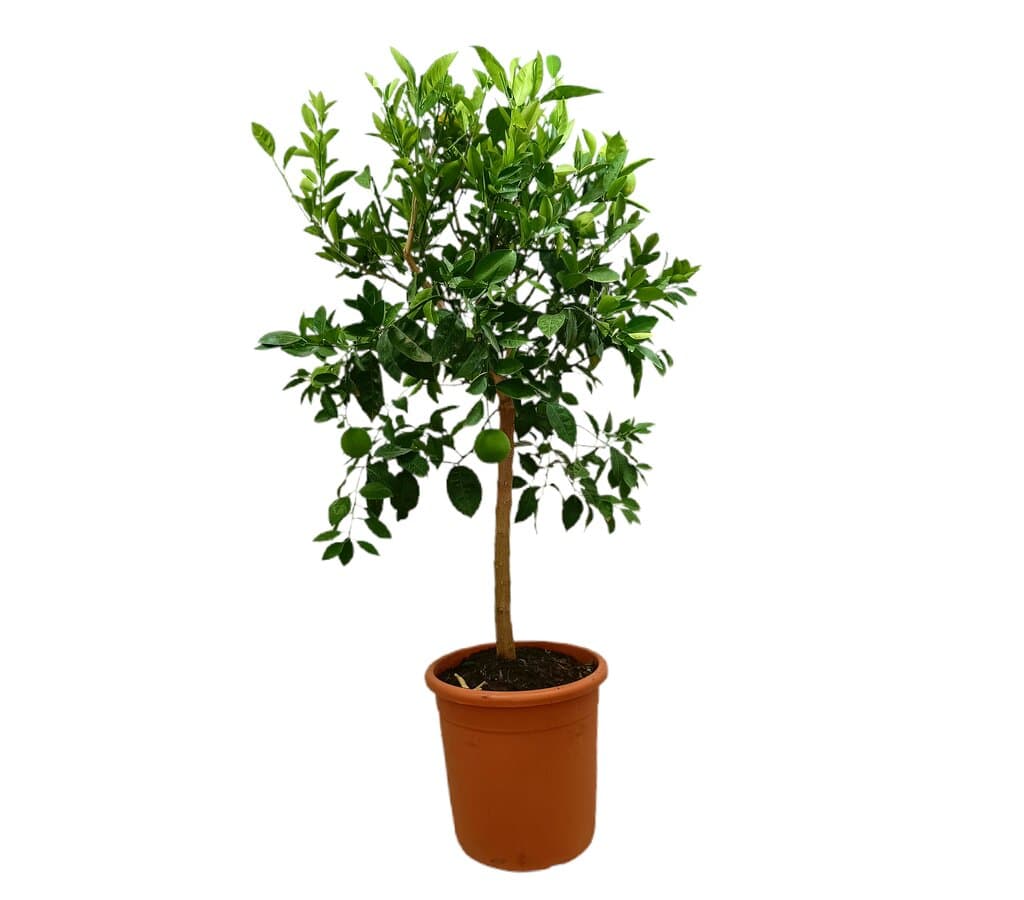 Naranjo Washington M35 100-120cm