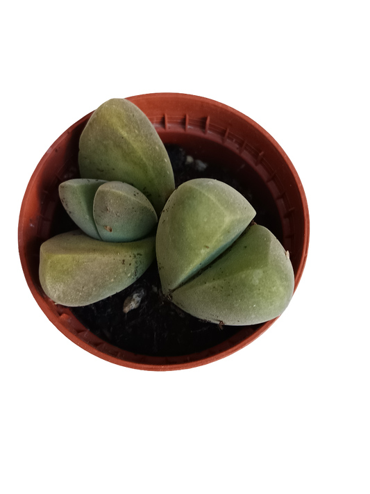 Gibbaeum dispar planta suculenta Ø5 lithops cactus piedra