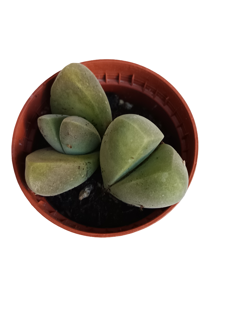 Gibbaeum Dispar Planta Suculenta Ø5 Lithops Cactus Piedra_0