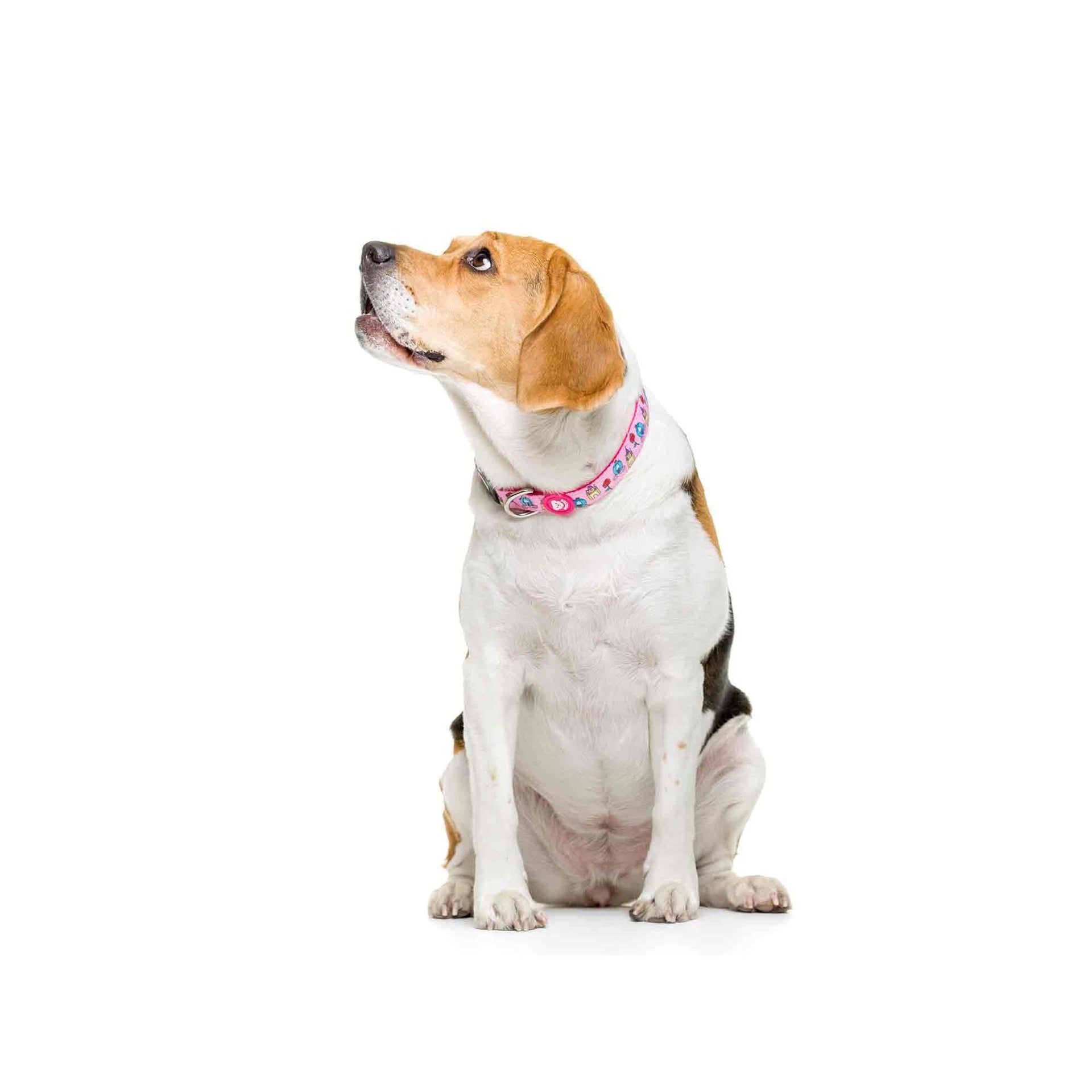 Collar para perro PRINCESS Dukier M