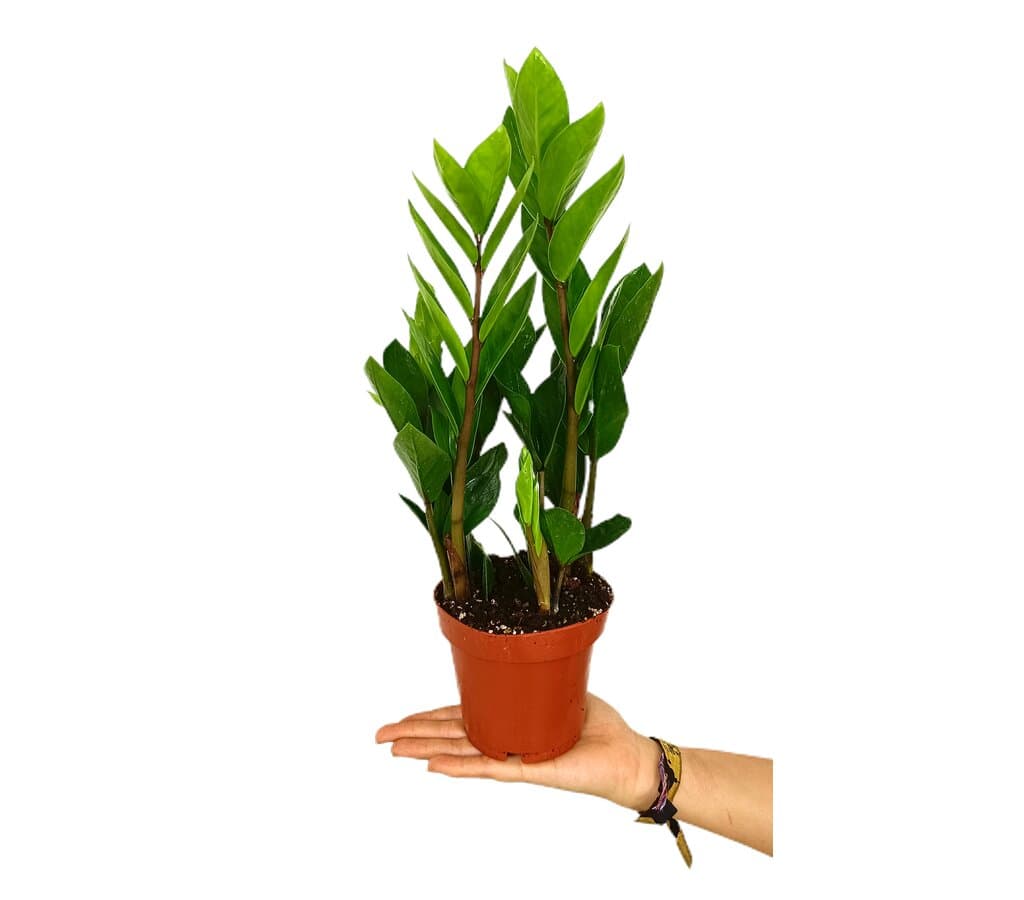 Zamioculca Zamiifolia M12_0