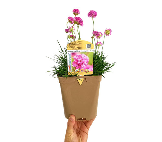 Armeria Maritima Rosa M14_0