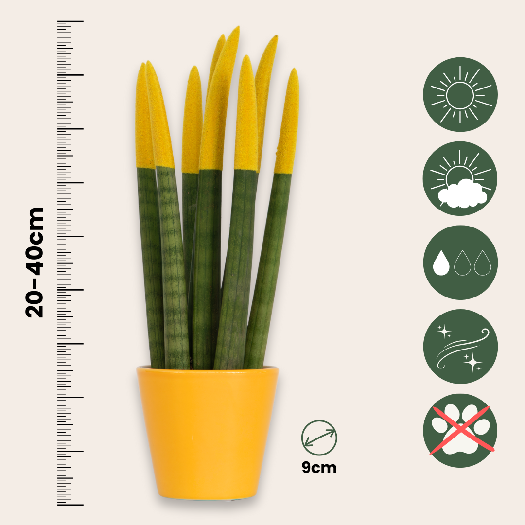 Dracaena Cylindrica - 3 Pzs - Sansevieria Cylindrica - Altura 20-40cm - ⌀9cm_2
