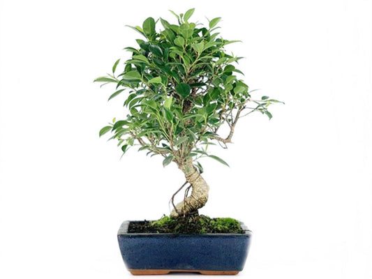 Bonsai Ficus Retusa Tiger Bark - 8 Años_0