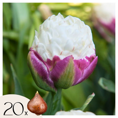 Bulbos De Tulipán - 20 Pzs - Tulipa 'ice Cream' - Bulbos De Flores - Púrpura_0