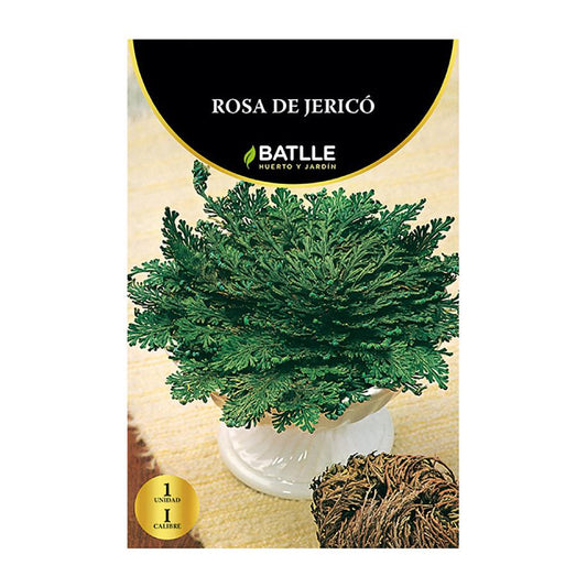 Rosa de Jericó Batlle 1 ud