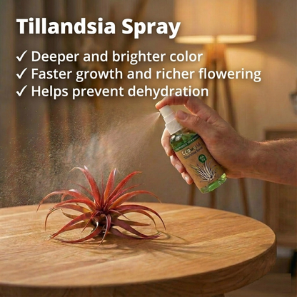 Tillandsia - 13 Unidades Con Spray - Plantas De Aire Sin Tierra_4