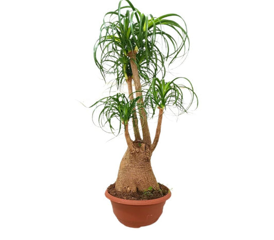 Beaucarnea Ramificada M36 90-110cm (pata De Elefante)_0