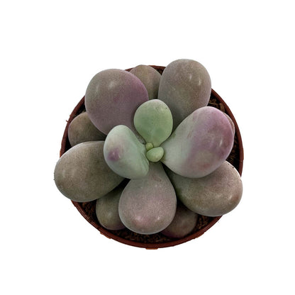 Pachyphytum Oviferum Cactus Y Suculentas