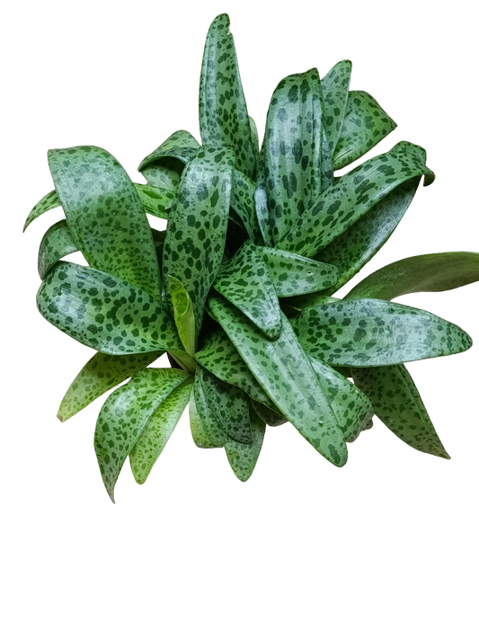 Drimiopsis Maculata Planta Bulbosa Ø12_0