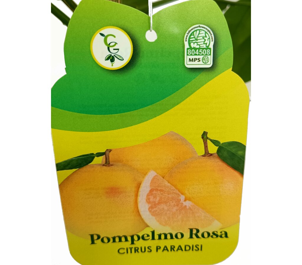 Pomelo Rojo Tb20 130-150cm