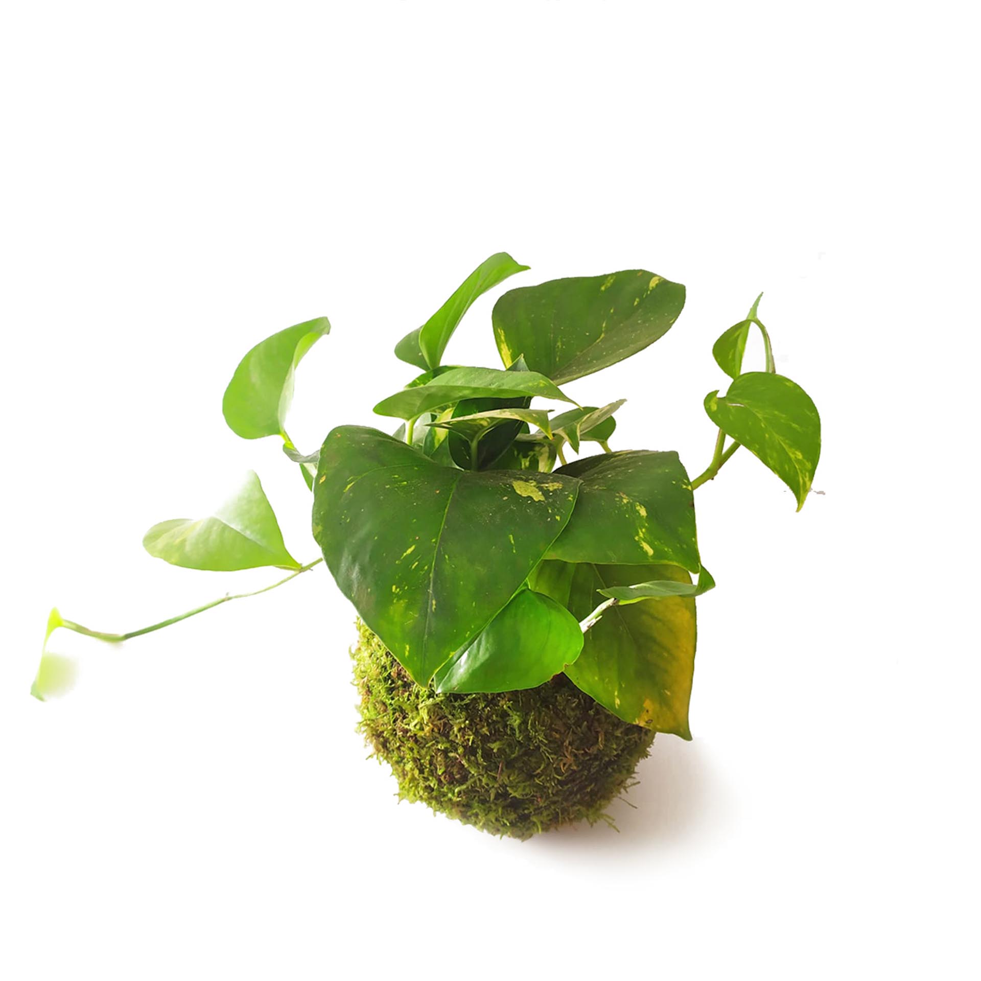 Kokedama Pothos Colgante / Kokedamus / Planta Interior - Decoración Del Hogar - Planta Natural - Elaboración Artesanal_0