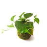 Kokedama Pothos Colgante / Kokedamus / Planta Interior - Decoración Del Hogar - Planta Natural - Elaboración Artesanal