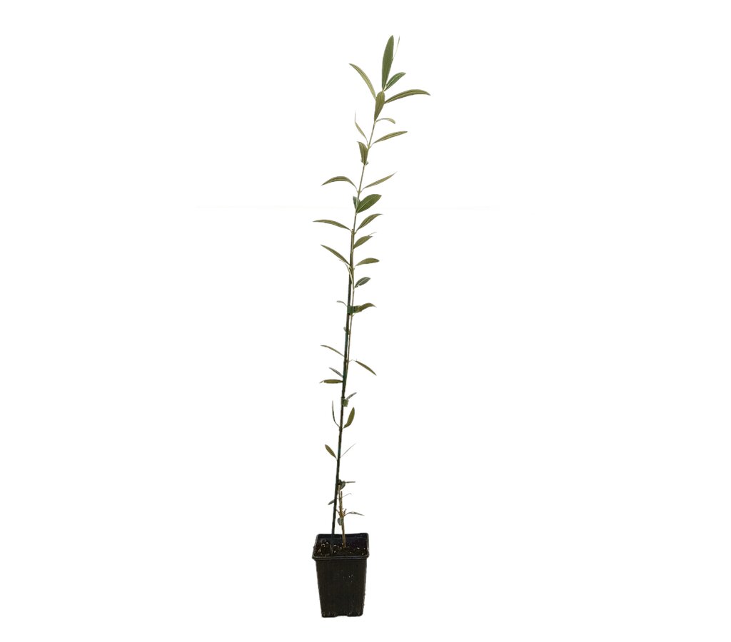 Olivo Hojiblanca M9 60-80cm_0
