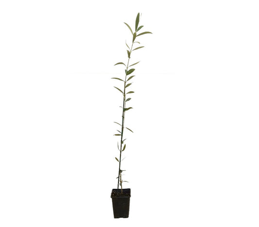 Olivo Hojiblanca M9 60-80cm_0