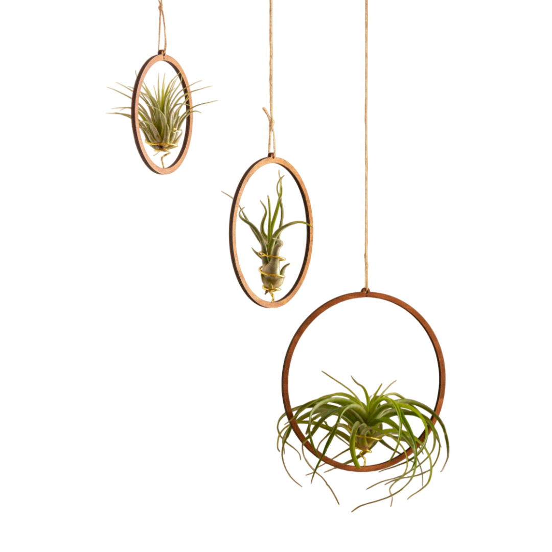 Pack: Plantas De Aire Scaposa, Caput Medusae Y Capitata Peach Con Tres Aros De Madera Colgantes_0