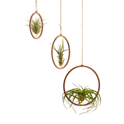 Pack: Plantas De Aire Scaposa, Caput Medusae Y Capitata Peach Con Tres Aros De Madera Colgantes_0