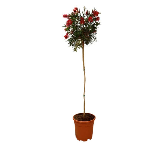 Callistemon Copa Mini Red M25 130-150cm_0