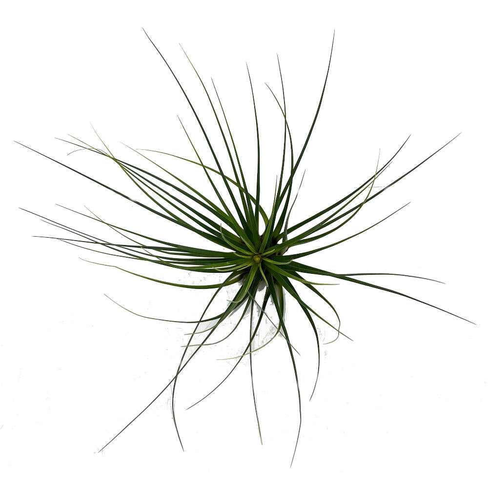 Tillandsia Tricolor 26cm Alto X 32cm Ancho_3