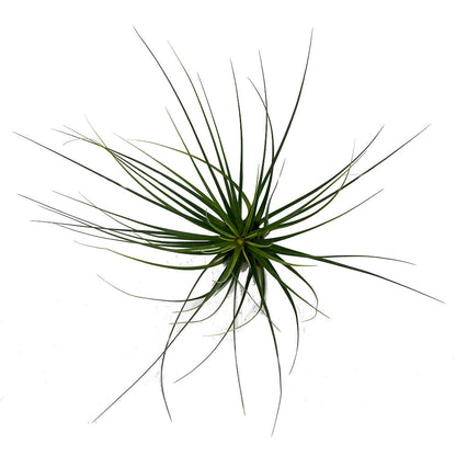 Tillandsia Tricolor 26cm Alto X 32cm Ancho