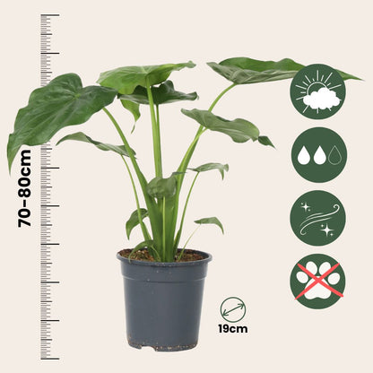 Oreja De Elefante - Alocasia 'cucullata' - Altura 70-80cm - ⌀19cm_2