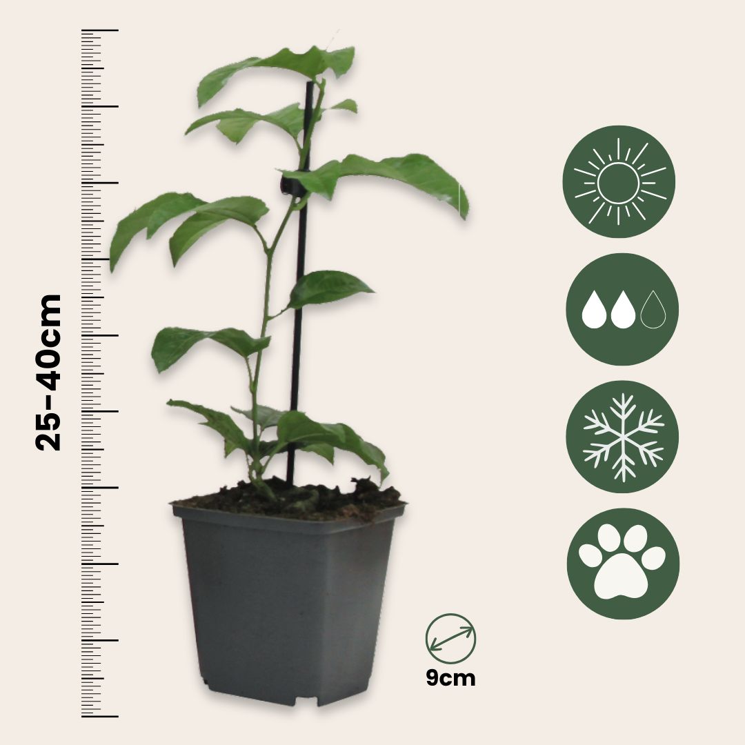 Maracuyá - 6 Pzs - Passiflora Edulis 'frederick' - Altura 25-40cm - ⌀9cm_2