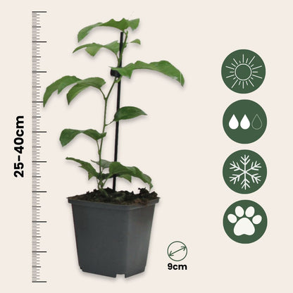 Maracuyá - 6 Pzs - Passiflora Edulis 'frederick' - Altura 25-40cm - ⌀9cm_2