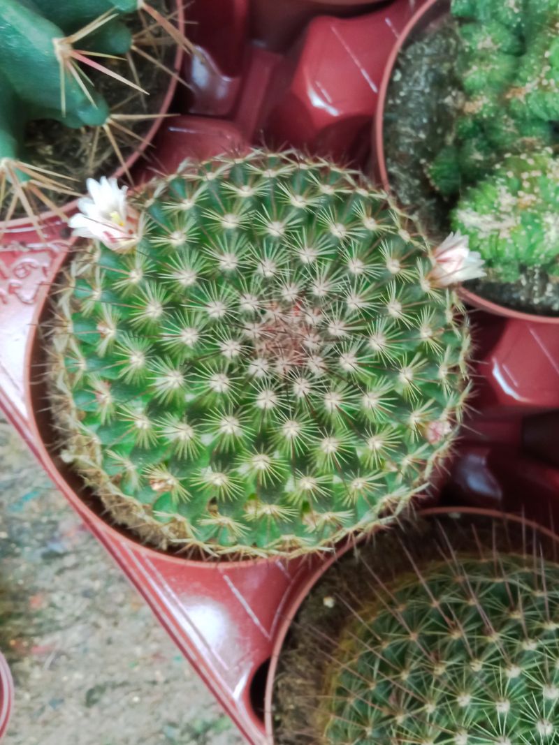Cactus Mammillaria Guinsa Maru Grande Ø13 Planta