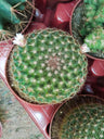 Cactus Mammillaria Guinsa Maru Grande Ø13 Planta