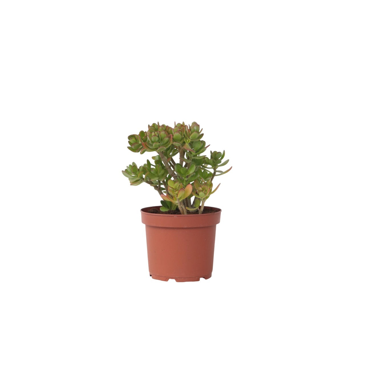 Árbol De Jade - Crassula Ovata 'minor' - Altura 45-50cm - ⌀23cm_0