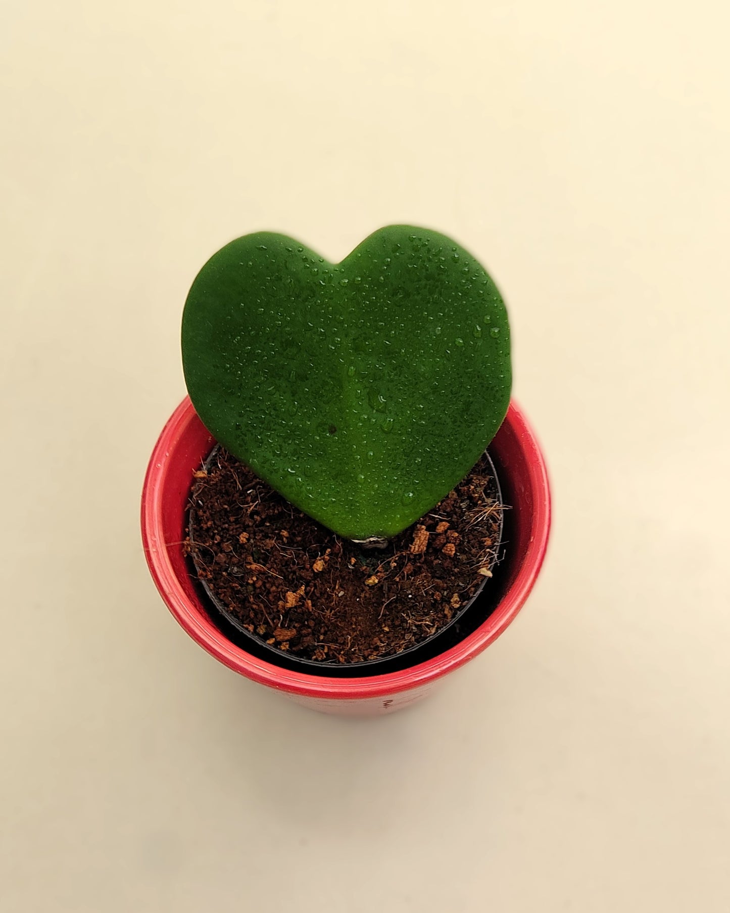Hoya Kerrii (planta Corazón); Planta Suculenta Con Hoja Acorazonada; Curiosarium; Diámetro Maceta 7 Cm, Con Cubremaceta_3