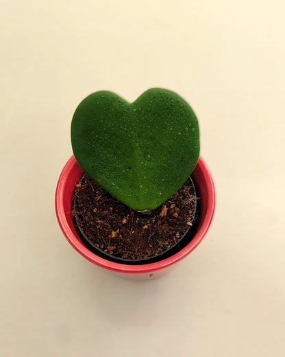 Hoya Kerrii (planta Corazón); Planta Suculenta Con Hoja Acorazonada; Curiosarium; Diámetro Maceta 7 Cm, Con Cubremaceta_3
