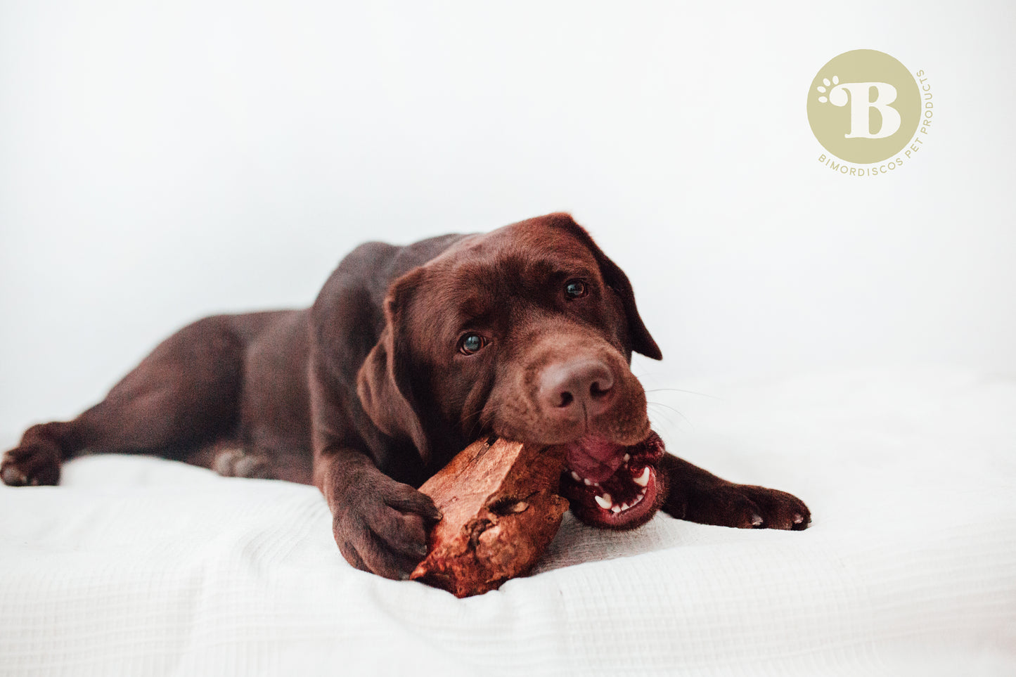 Bimordiscos Raíz De Brezo Para Perros.