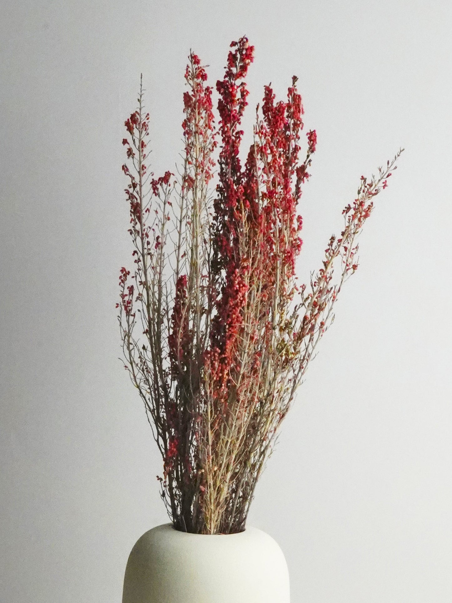 Erica Deliciosa Preservado