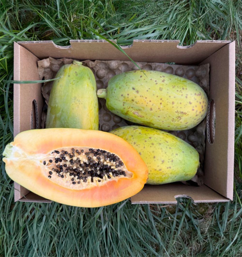 Caja De Papayas De Temporada Tropitop 4kg_1